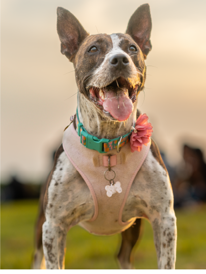Un cane allegro con un collare colorato e un fiore rosa appeso, la lingua fuori e un'espressione felice, sotto un cielo al tramonto.