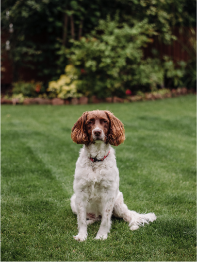 Un cane Springer Spaniel inglese siede eretto su un prato verde rigoglioso, con uno sfondo di giardino fiorito