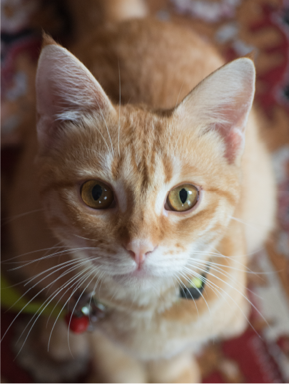 Un giovane gatto arancione con occhi grandi e curiosi guarda direttamente verso l'obiettivo, seduto su un tappeto colorato